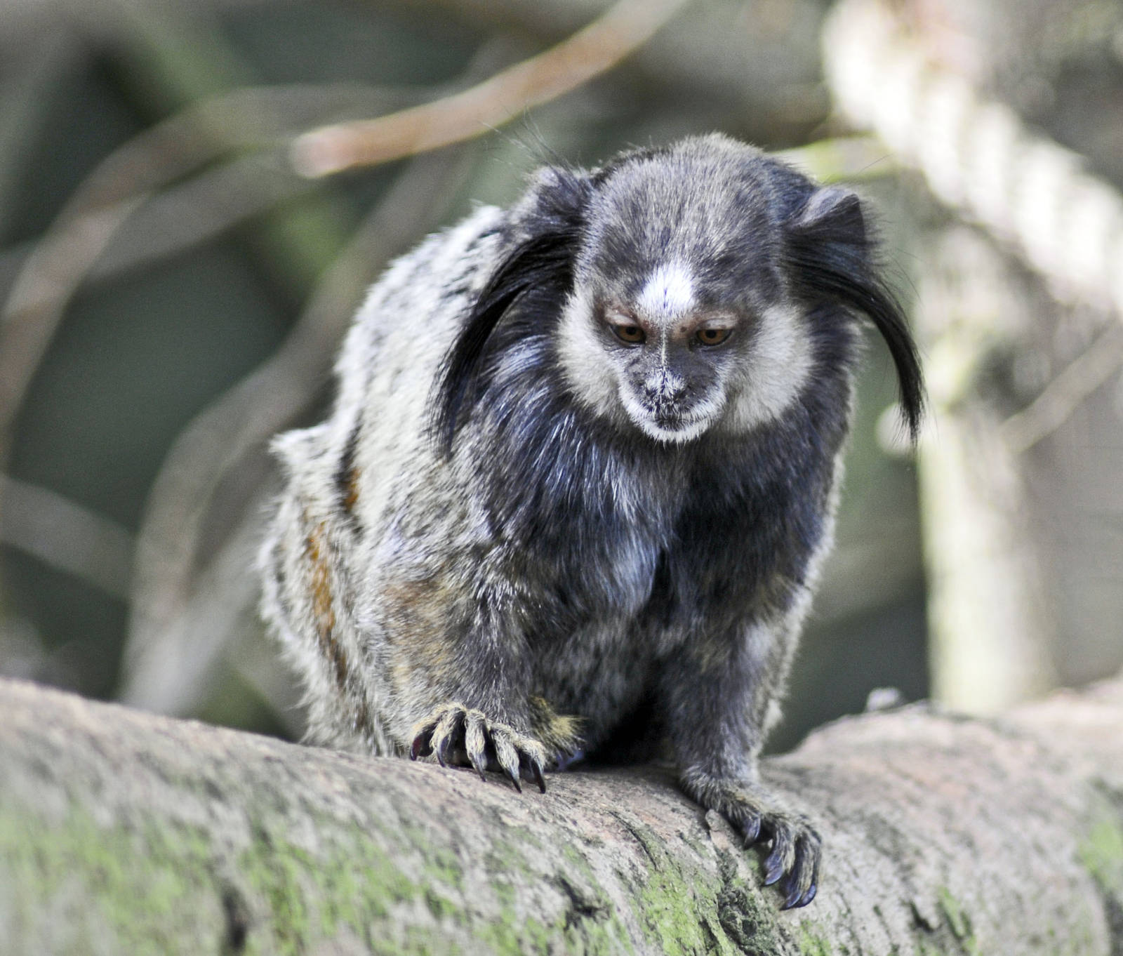 Black Eared Marmoset