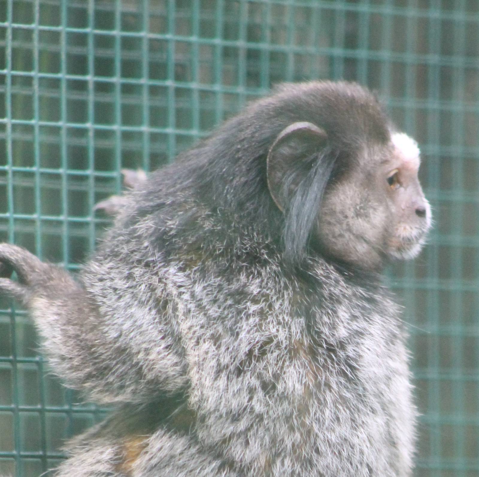 Black-eared marmoset