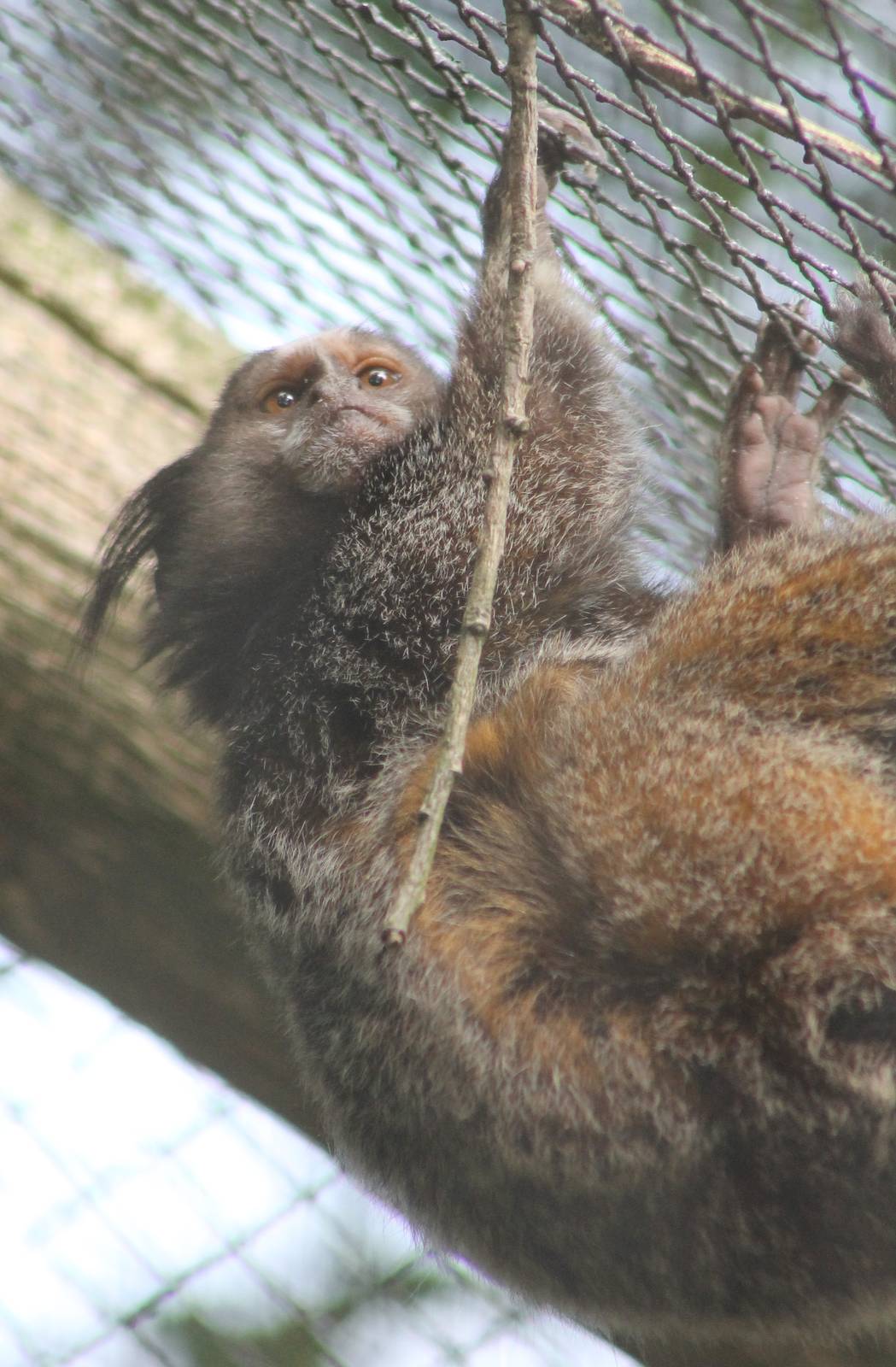 Black-eared marmoset