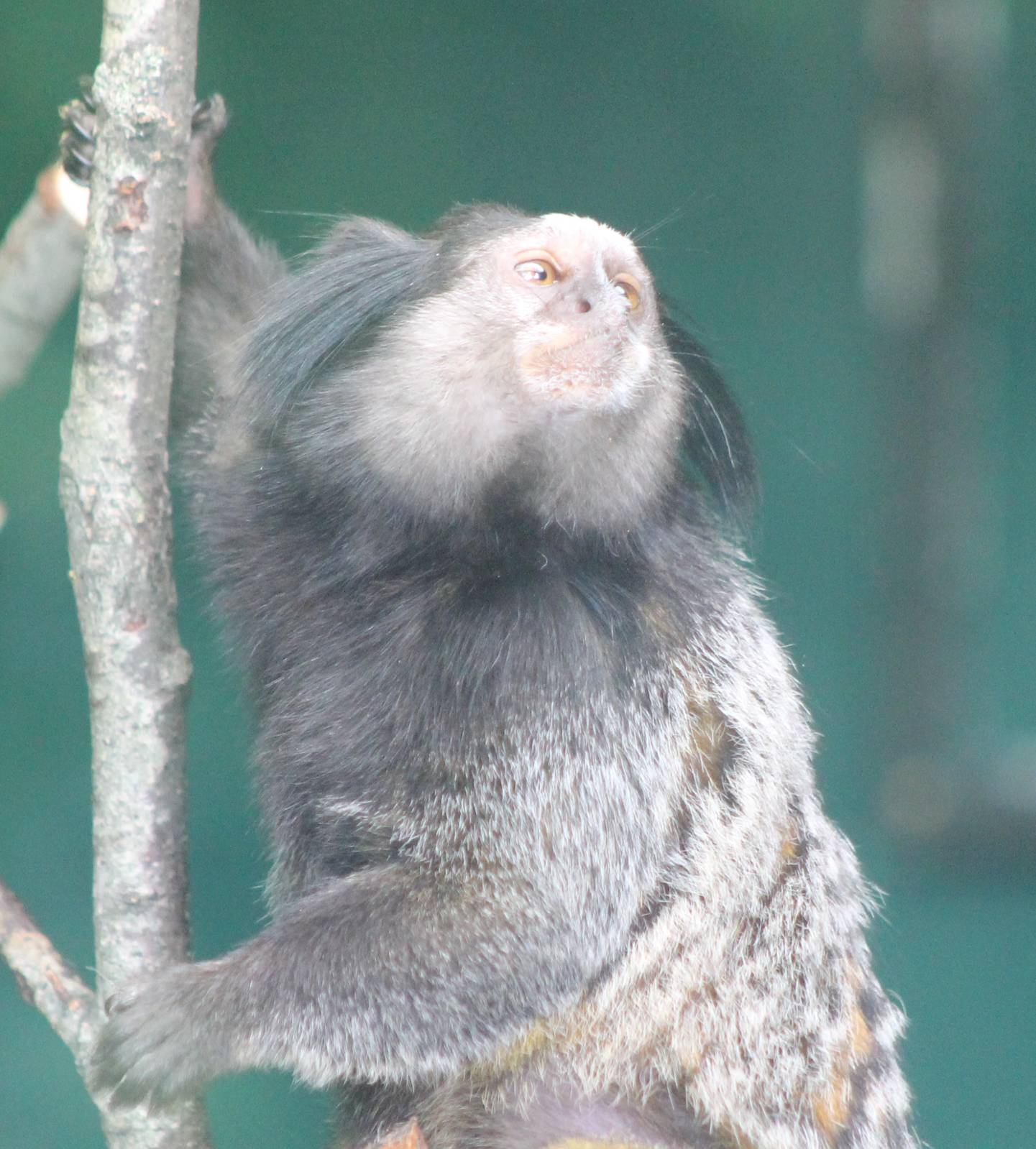 Black-eared marmoset