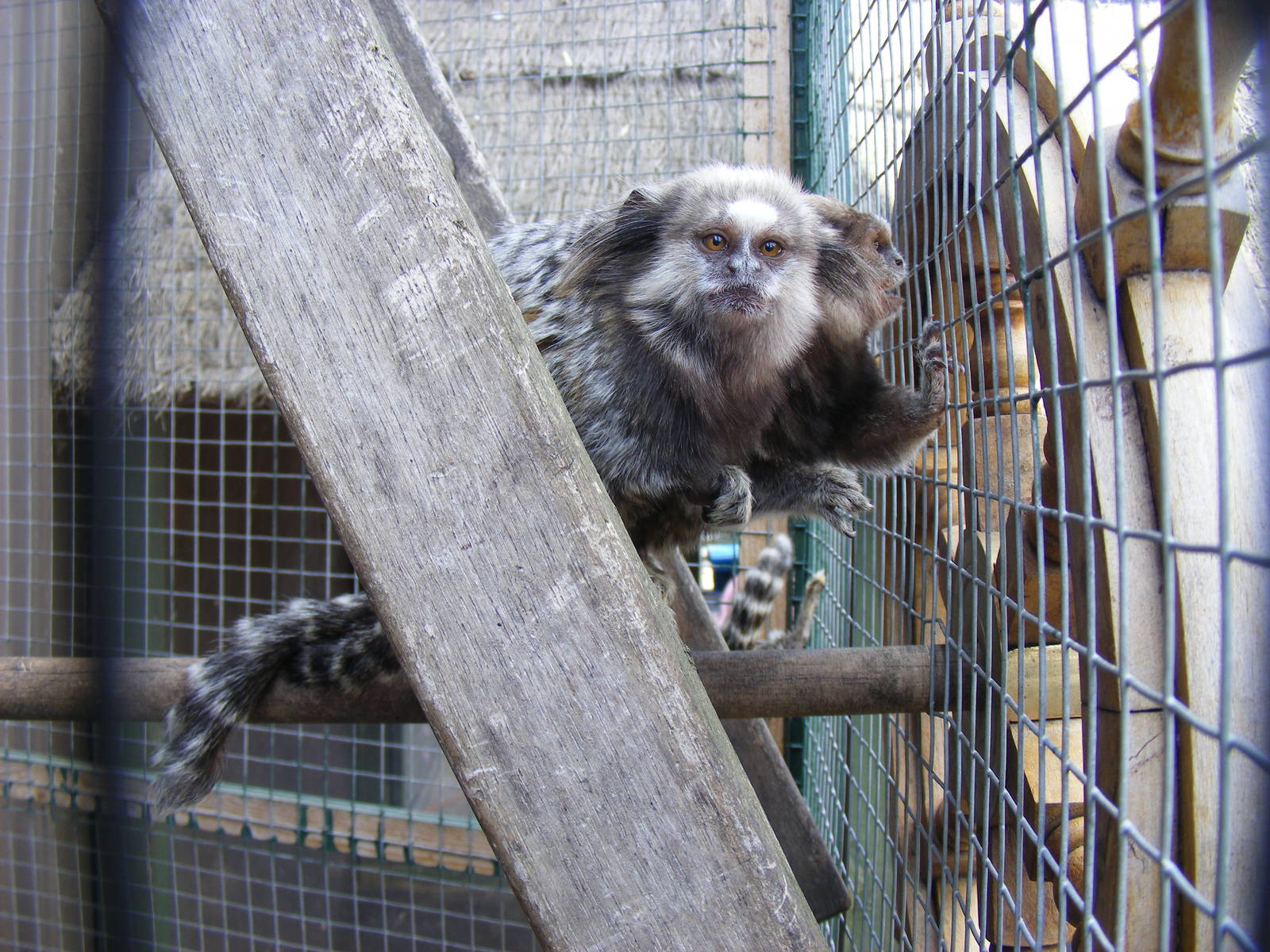 Black-eared marmosets at Wickid Pets Animal Adventure, 11 June 2011