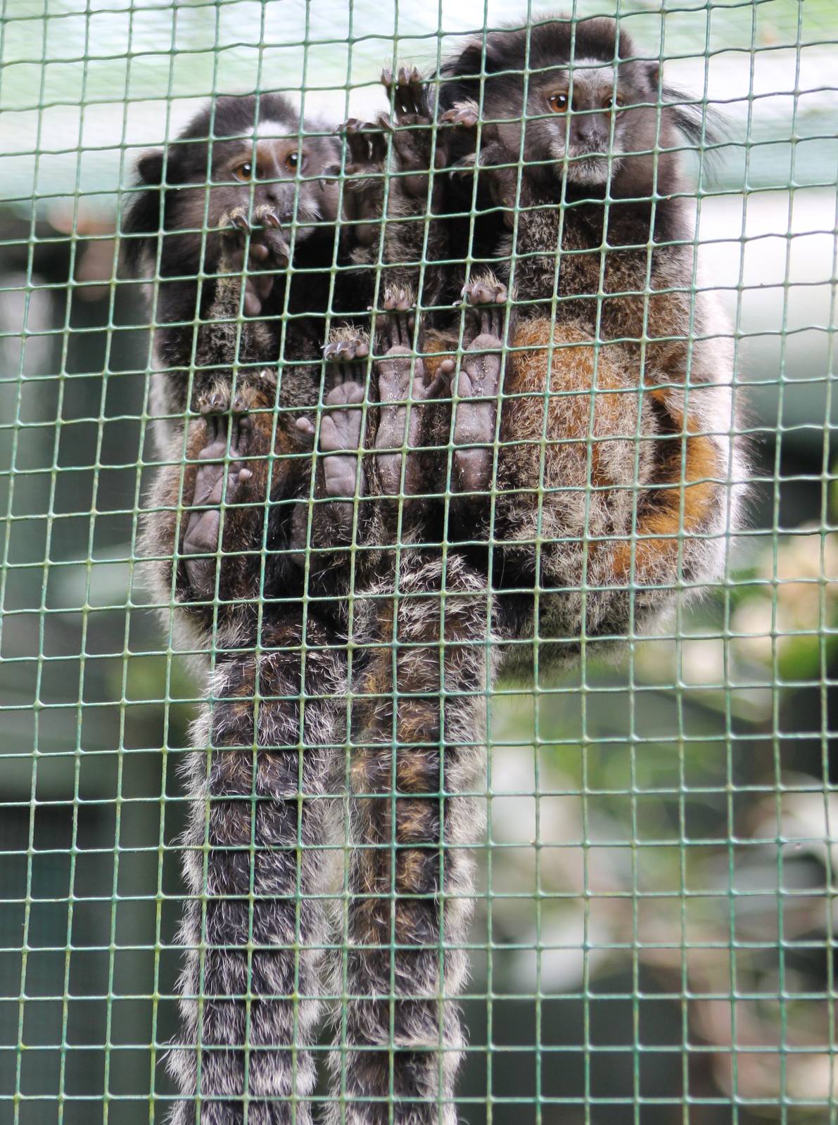 Black-eared  marmosets