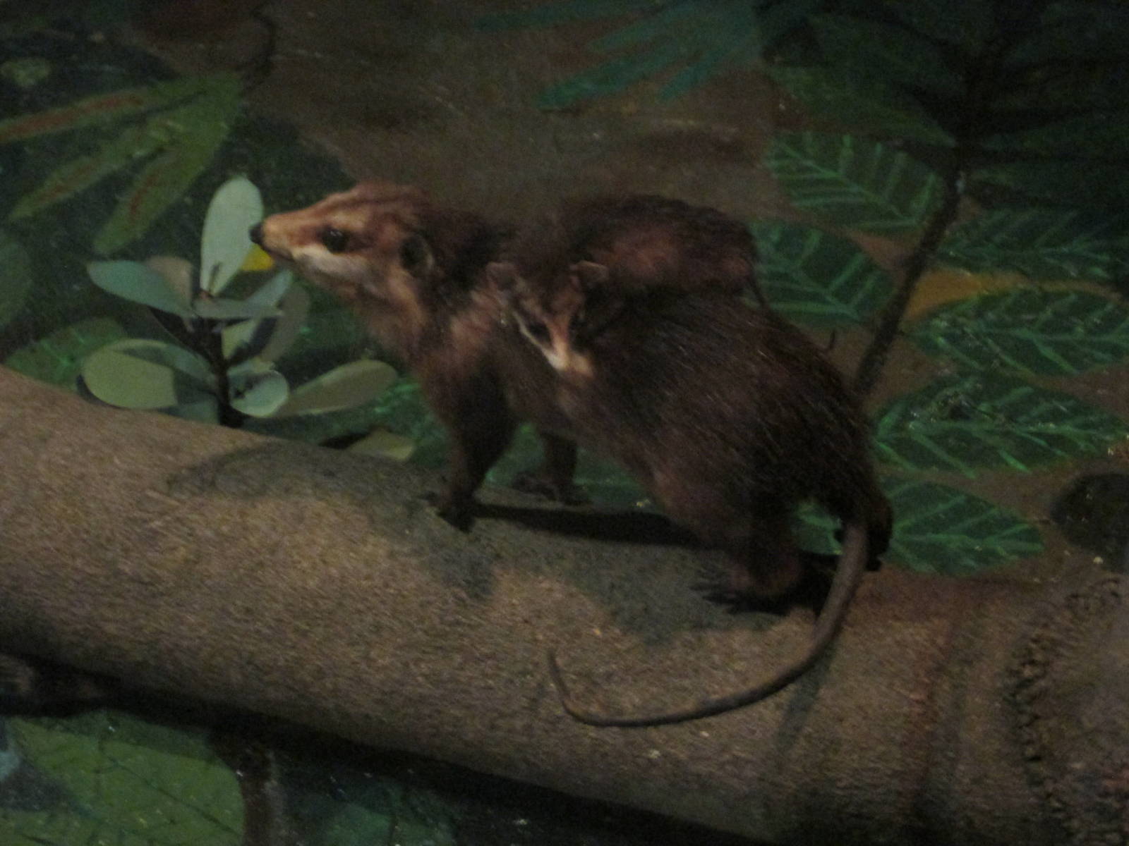 black eared opossum didelphis marsupalis museo de historia natural