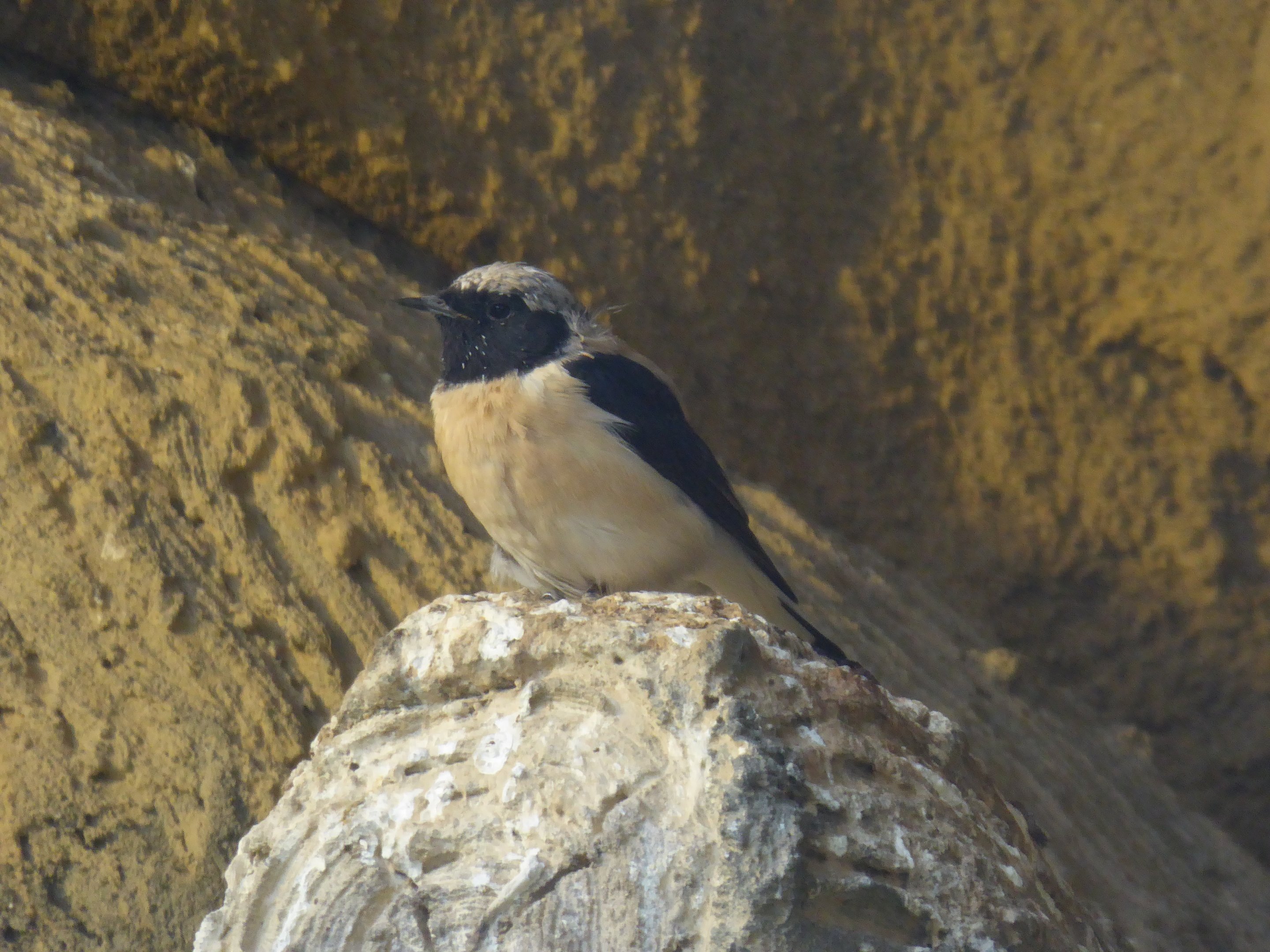 Black-eared Wheatear (Oenanthe hispanica melanoleuca) at Zoo Dresden - September 10th 2018