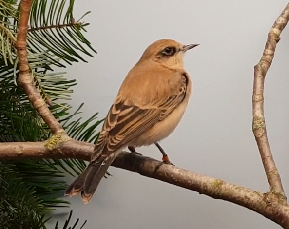 Black-eared wheatear