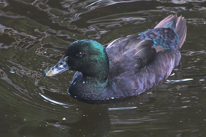 Black East Indian (Anas platyrhynchos domesticus)