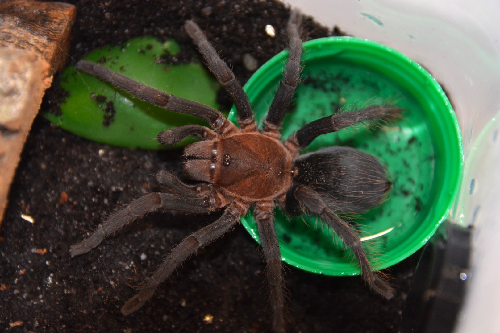 Black emilia tarantula (Crypsidromus sp. 'Costa Rica')