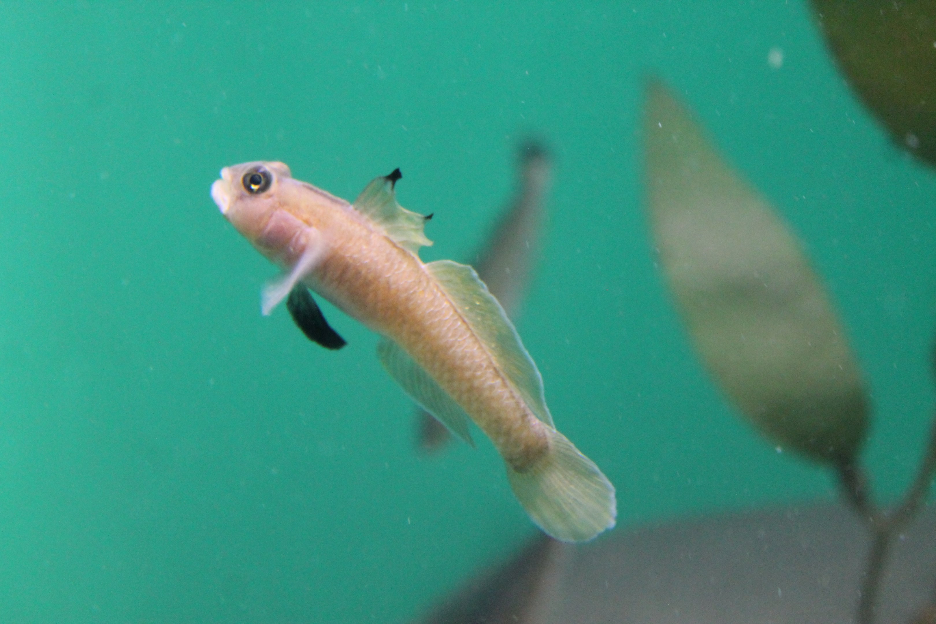 Black-eye Goby (Rhinogobiops nicholsii)