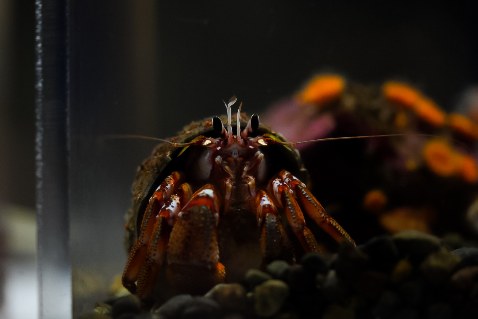 Black Eyed Hermitcrab