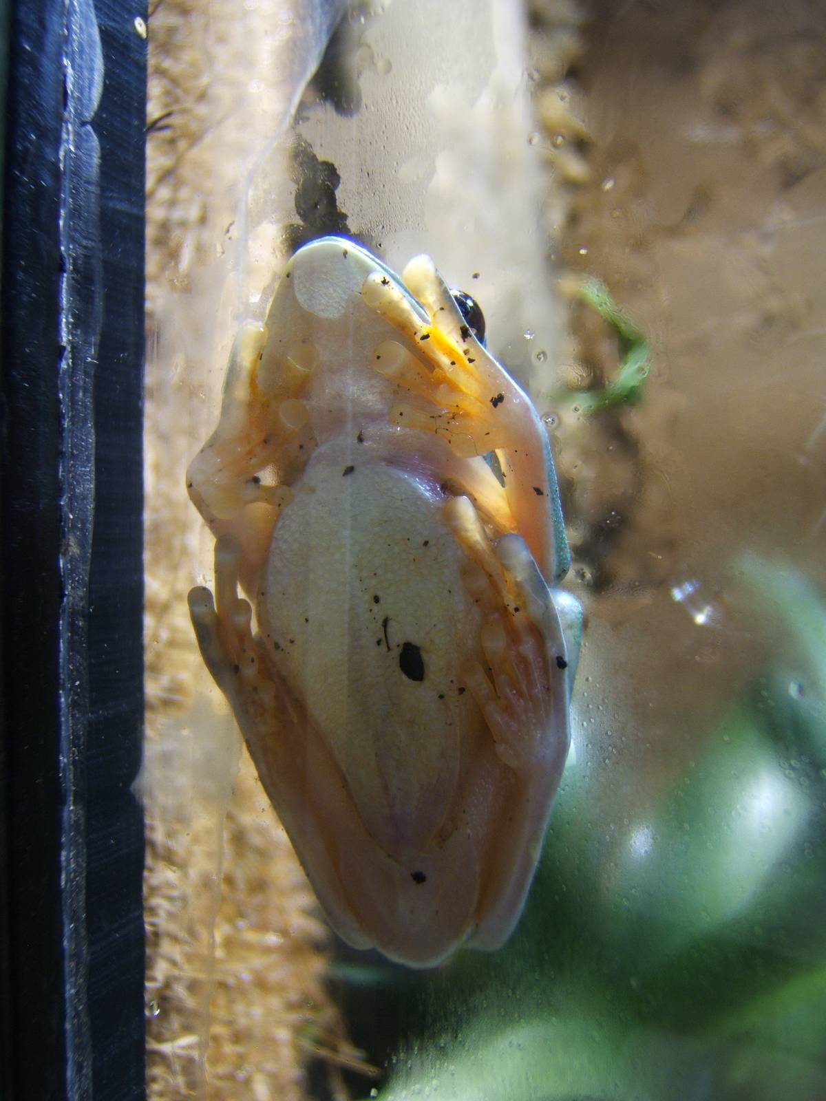 Black-eyed Leaf Frog (Agalychnis moreletii)