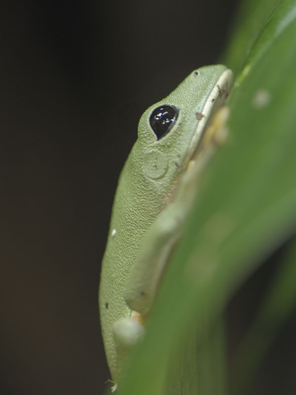 Black-eyed leaf frog