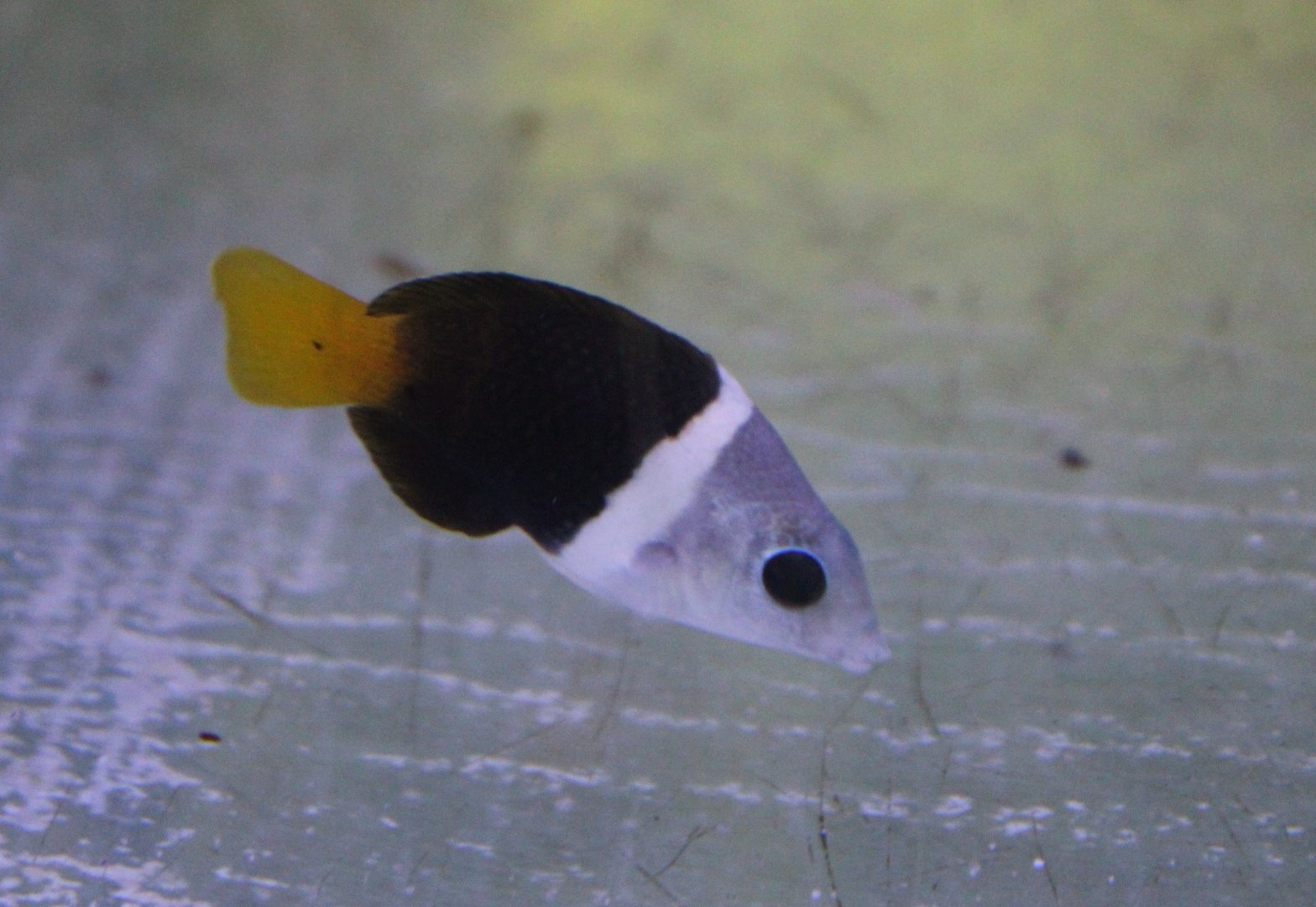 Black-eyed thicklip - Hemigymnus melapterus