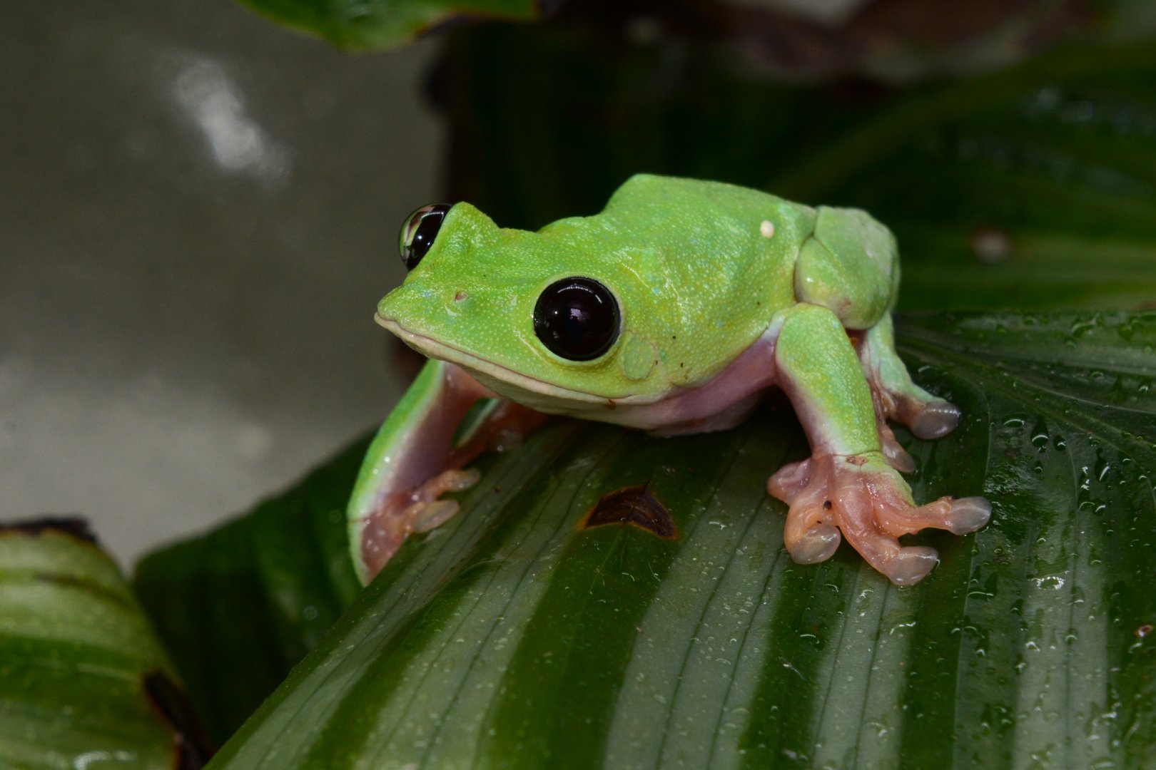 Black-eyed Tree Frog (Agalychnis moreletii)
