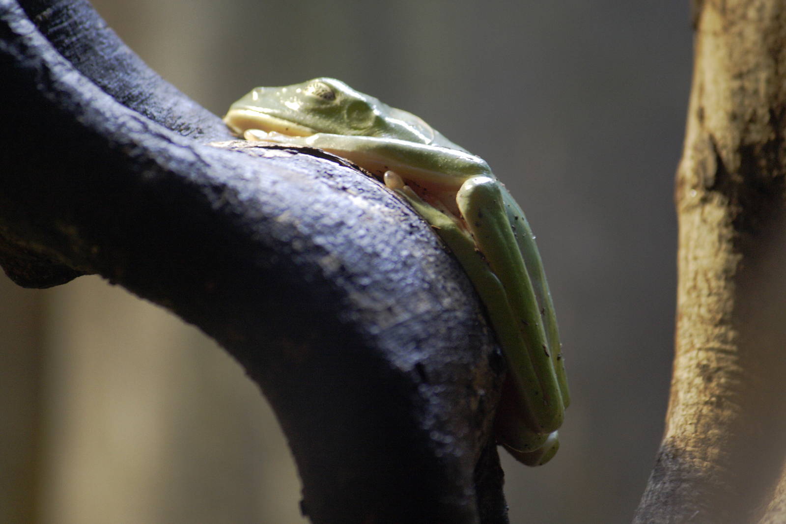 Black-eyed tree frog