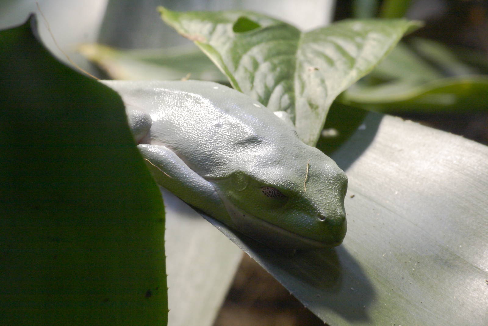 Black-eyed tree frog