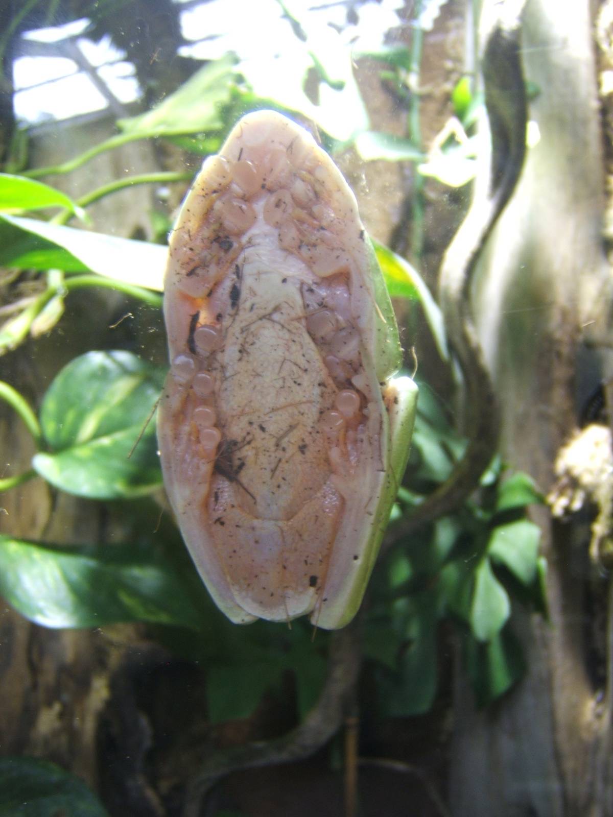 Black-eyed Tree Frog