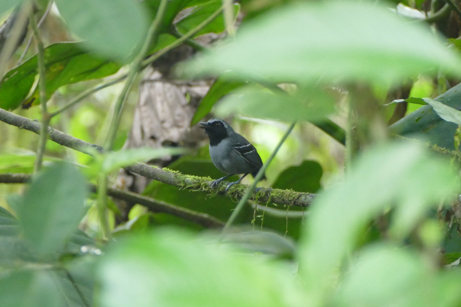 Black-faced Antbird