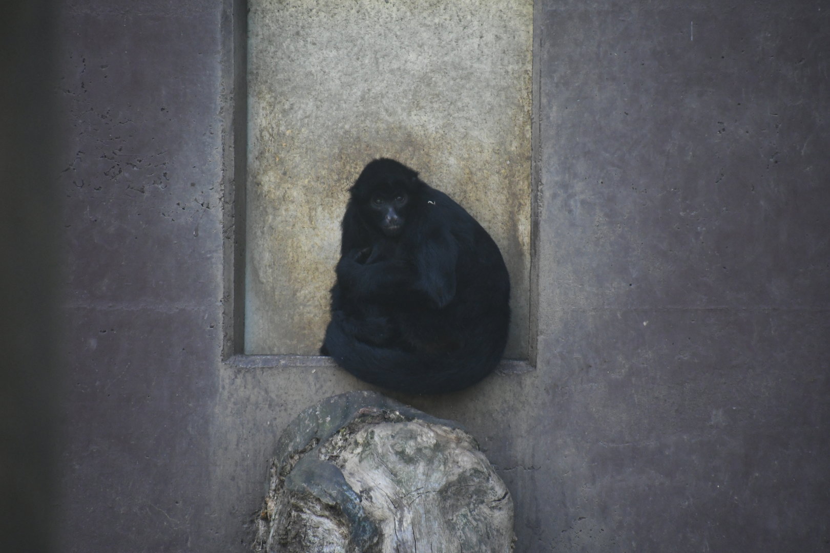 Black-faced Black Spider Monkey