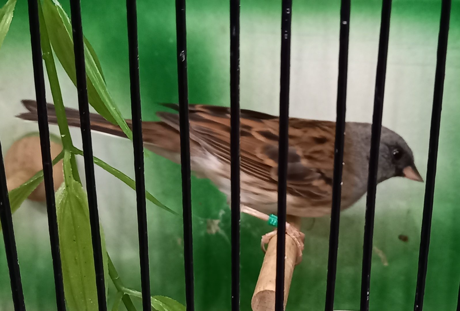 Black-faced bunting - Emberiza spodocephalus