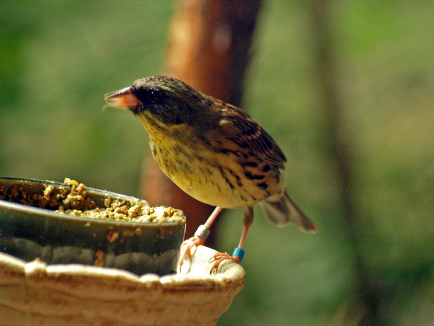 Black-faced bunting?