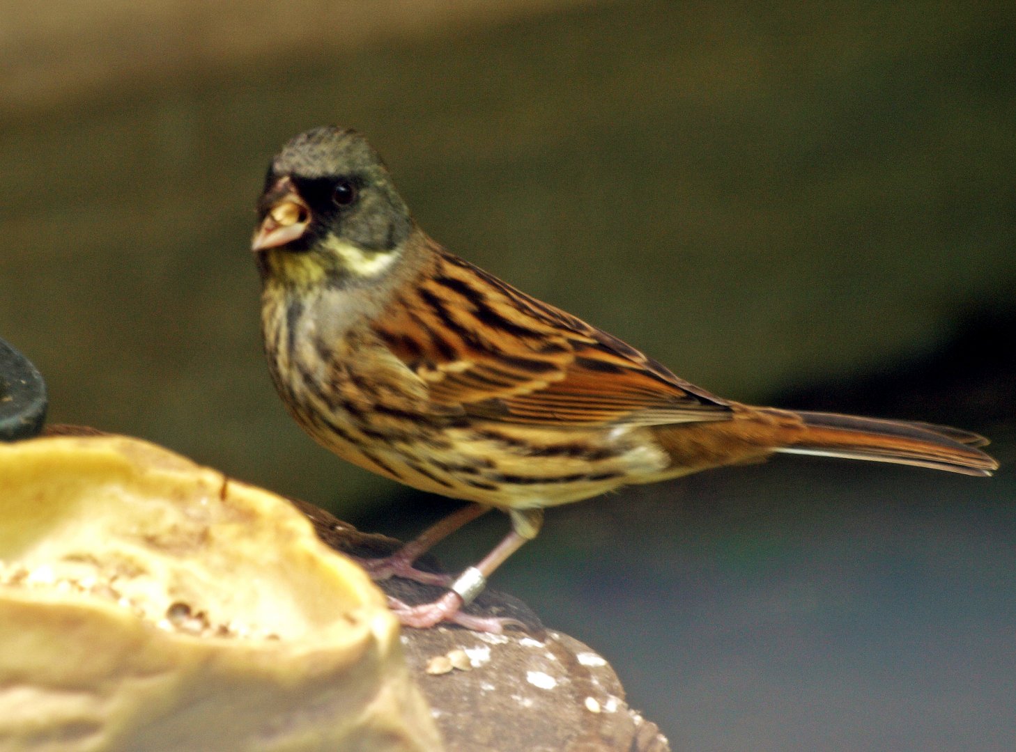 Black-faced bunting