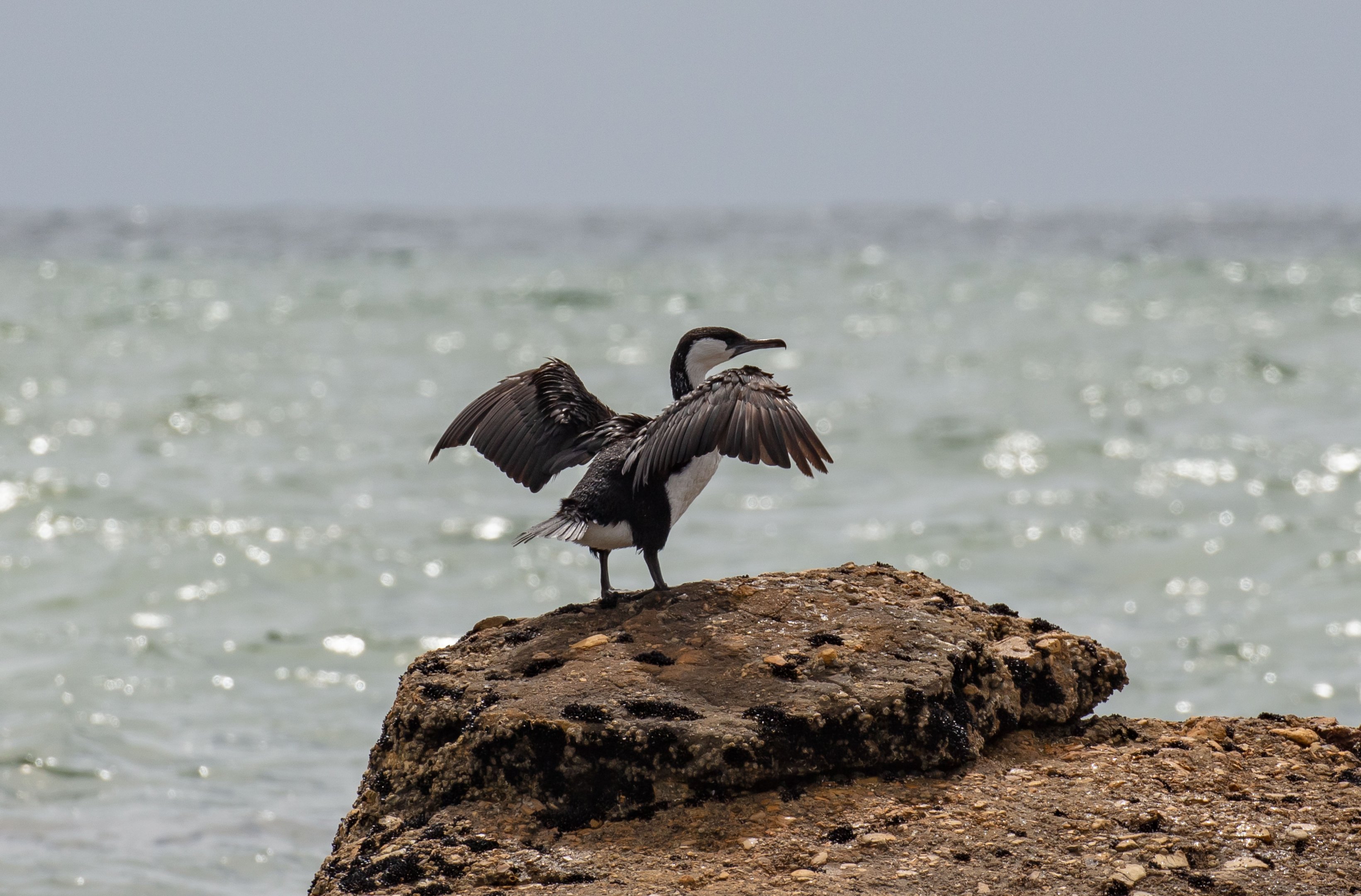 Black-faced Cormorant