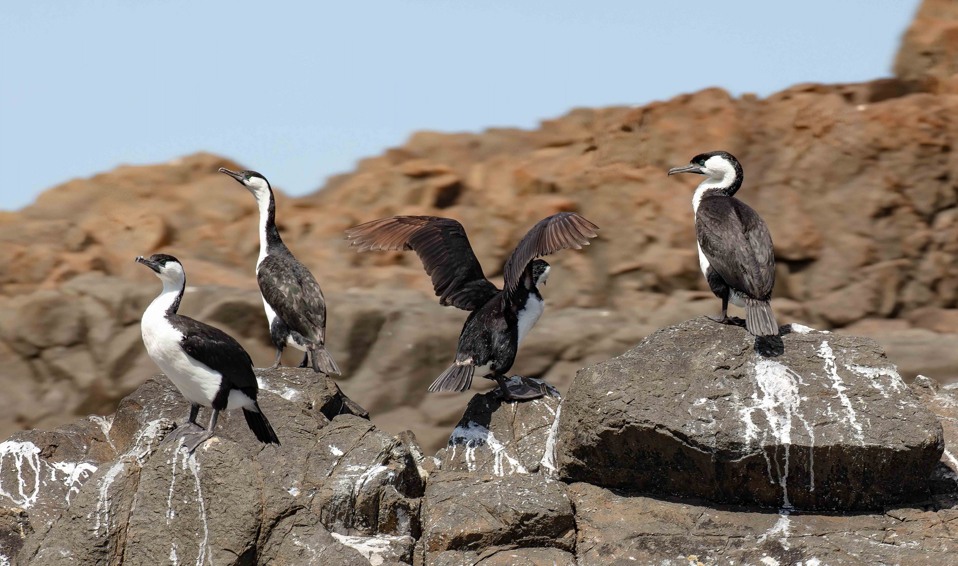 Black-faced Cormorant