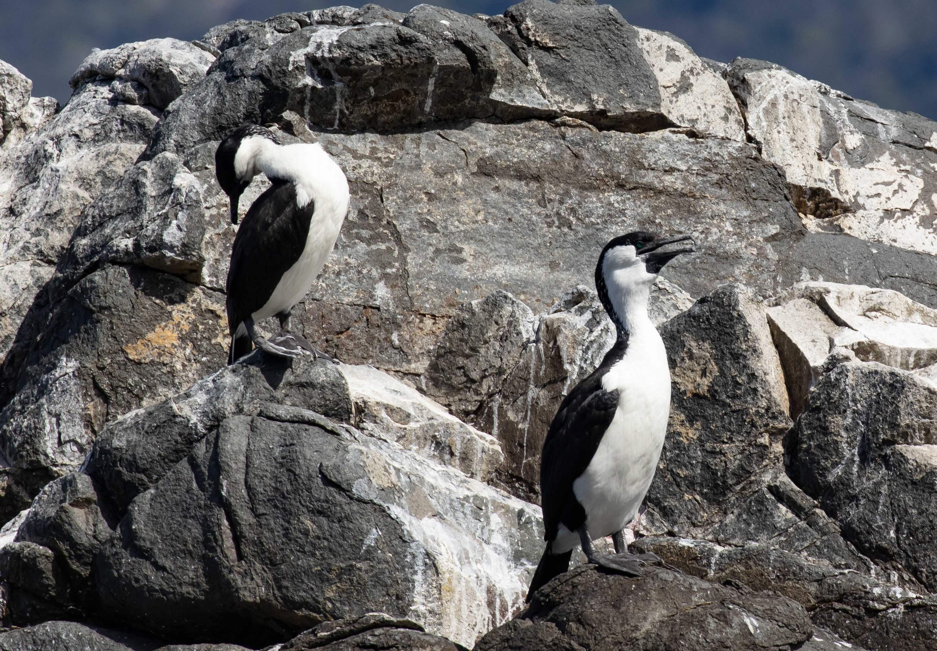 Black-faced Cormorant