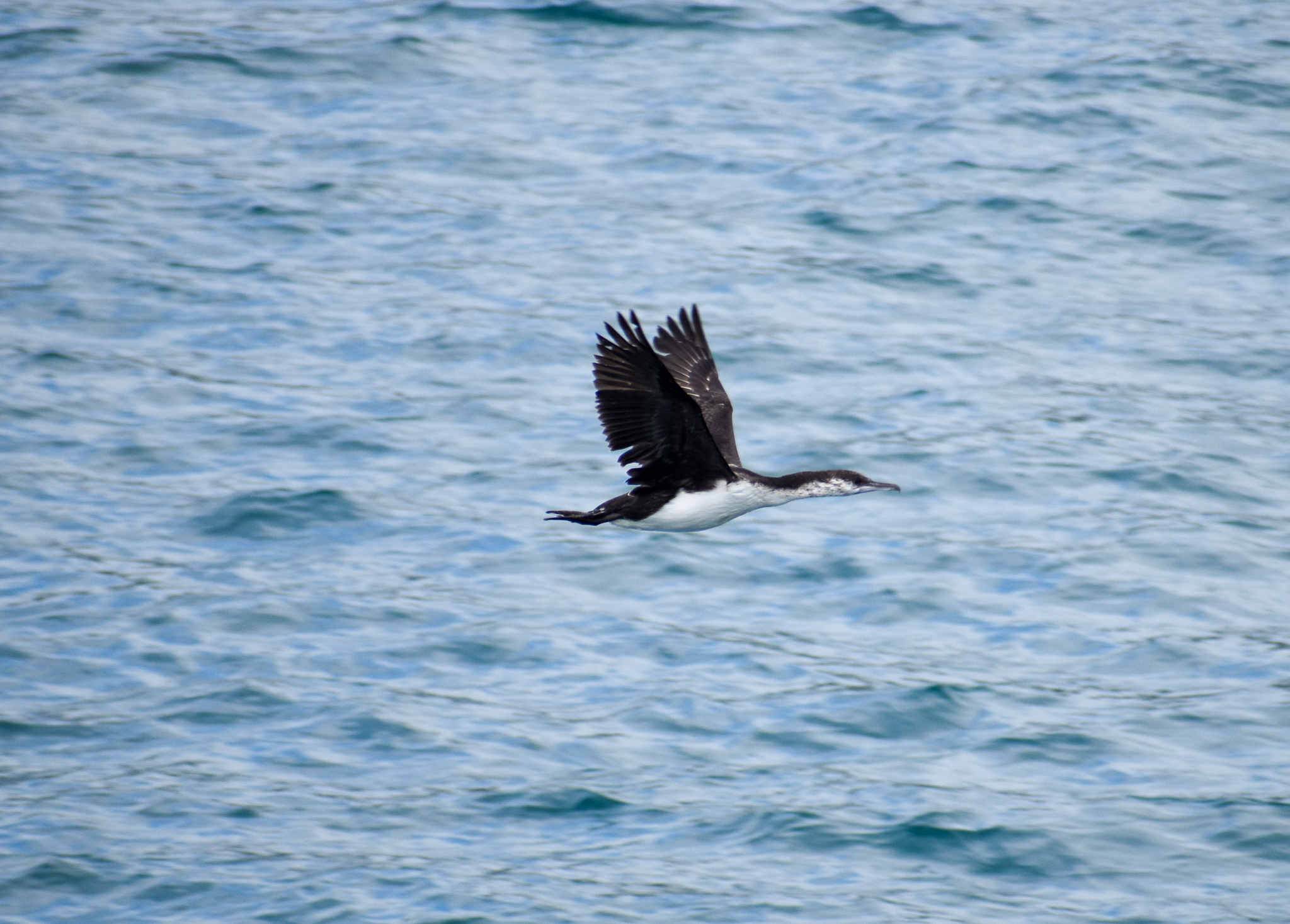 Black-faced Cormorant