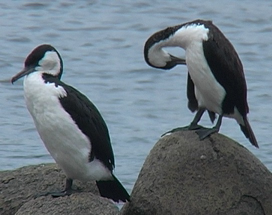 Black-faced cormorants
