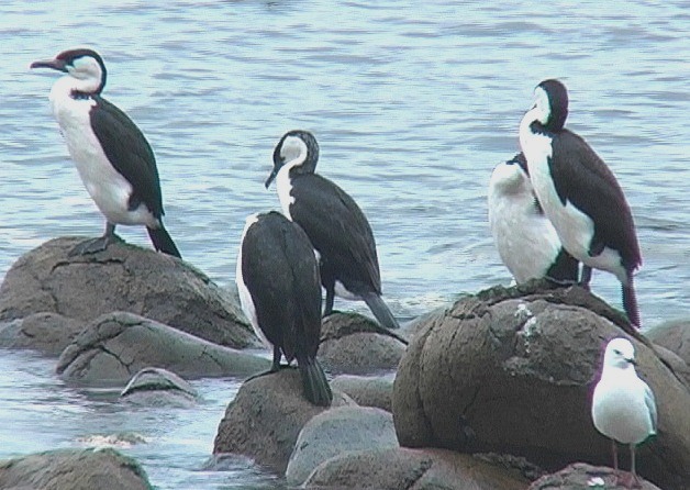 Black-faced cormorants