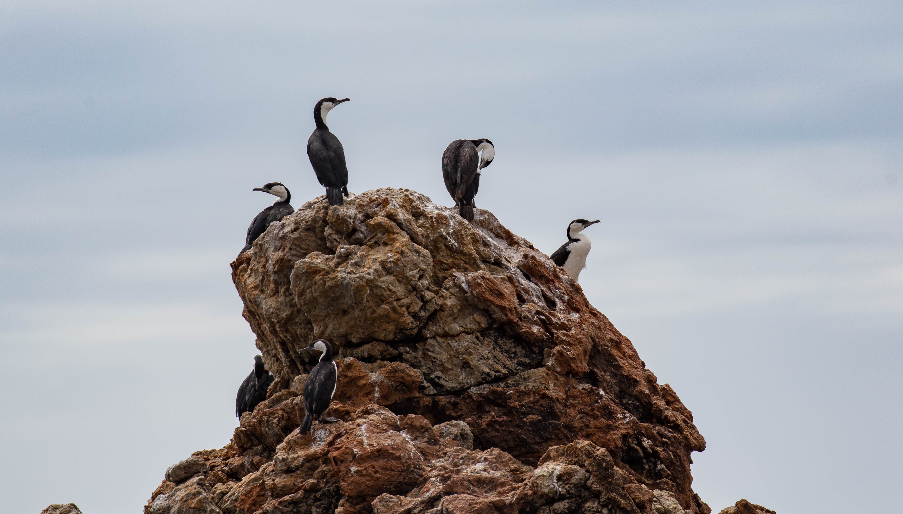 Black-faced Cormorants