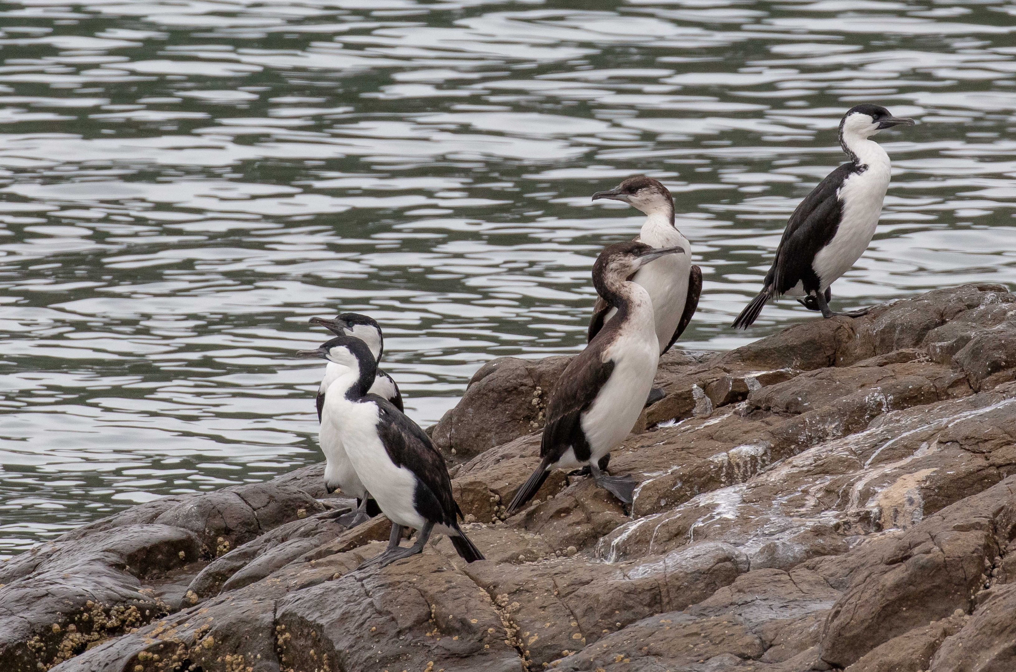 Black-faced Cormorants