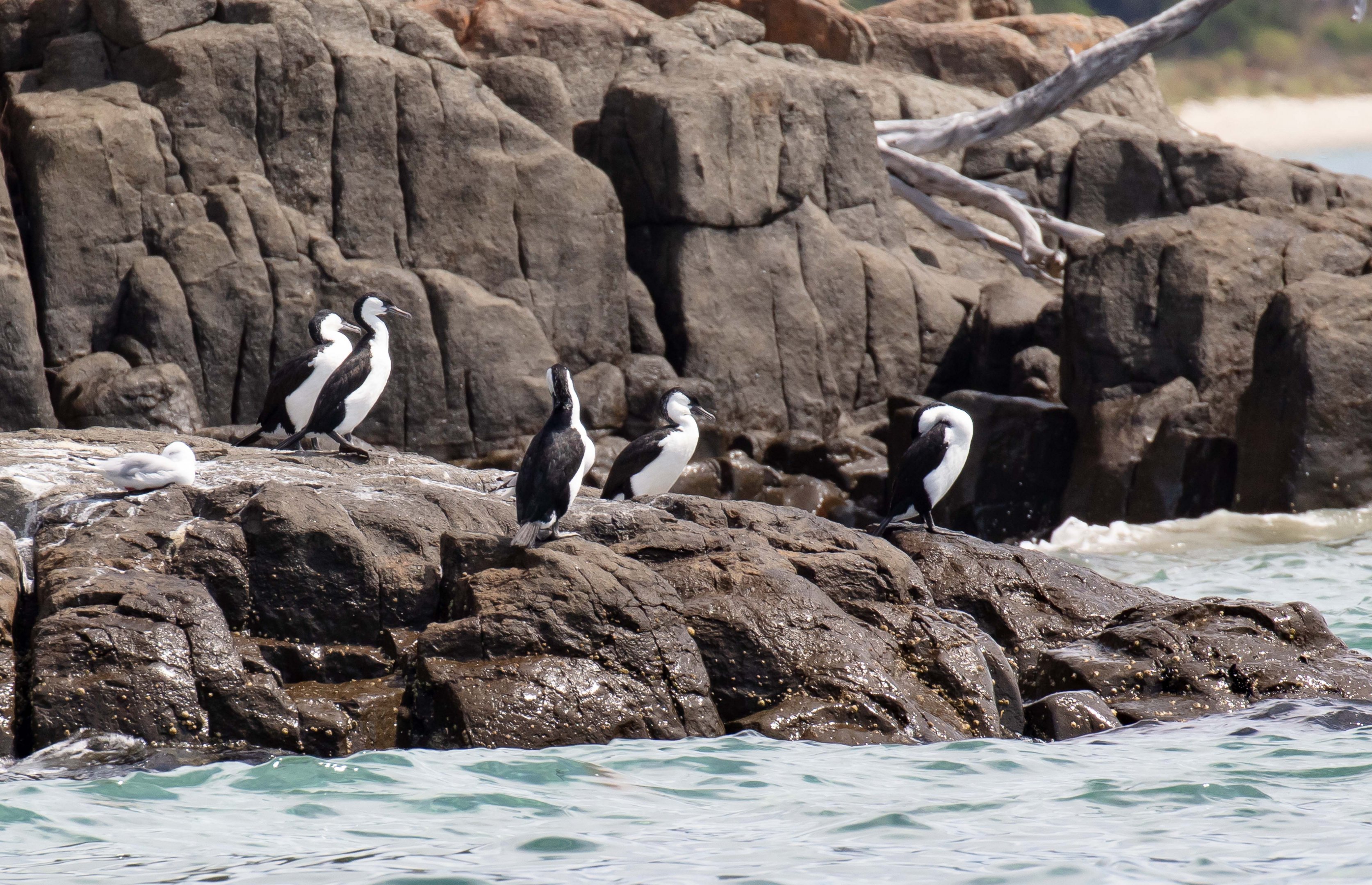 Black-faced Cormorants