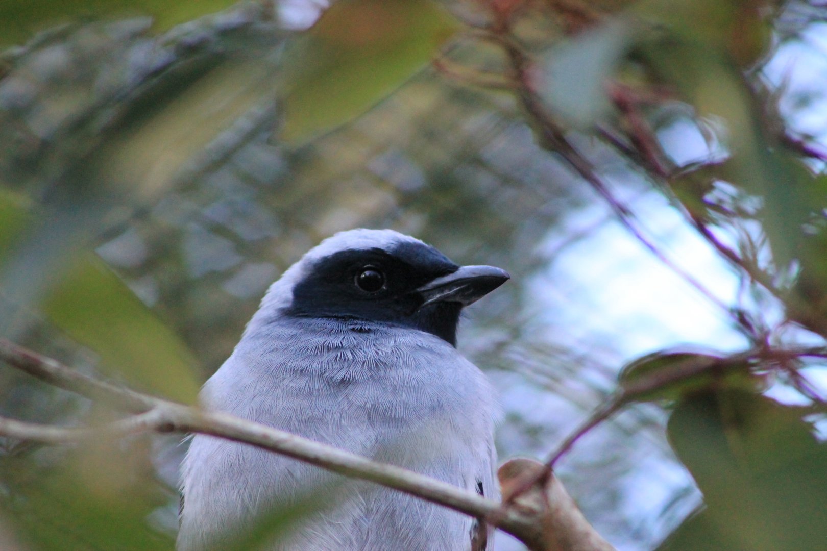 Black-faced Cuckoo-shrike (Coracina novaehollandiae)
