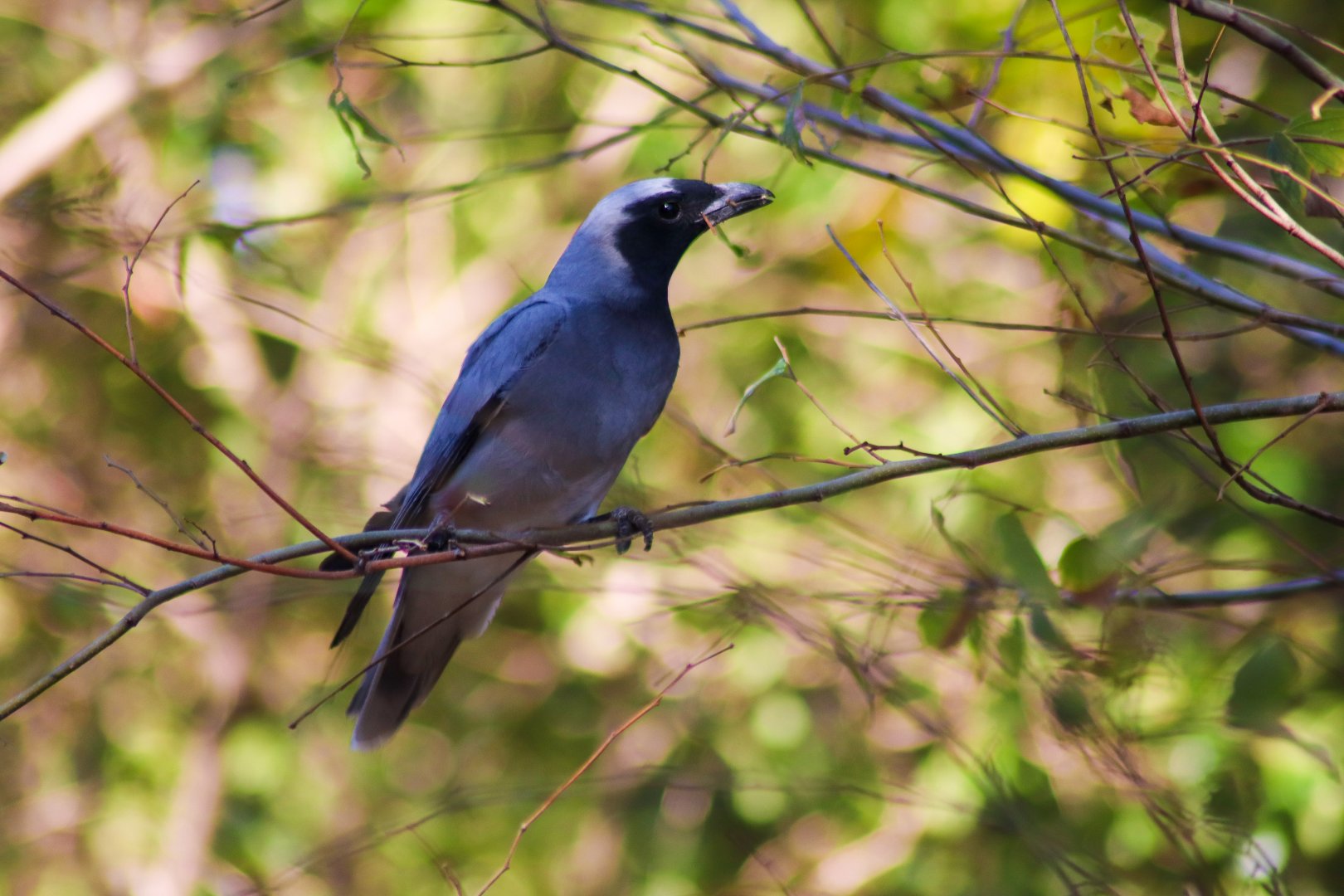 Black-faced Cuckoo-shrike (Coracina novaehollandiae)