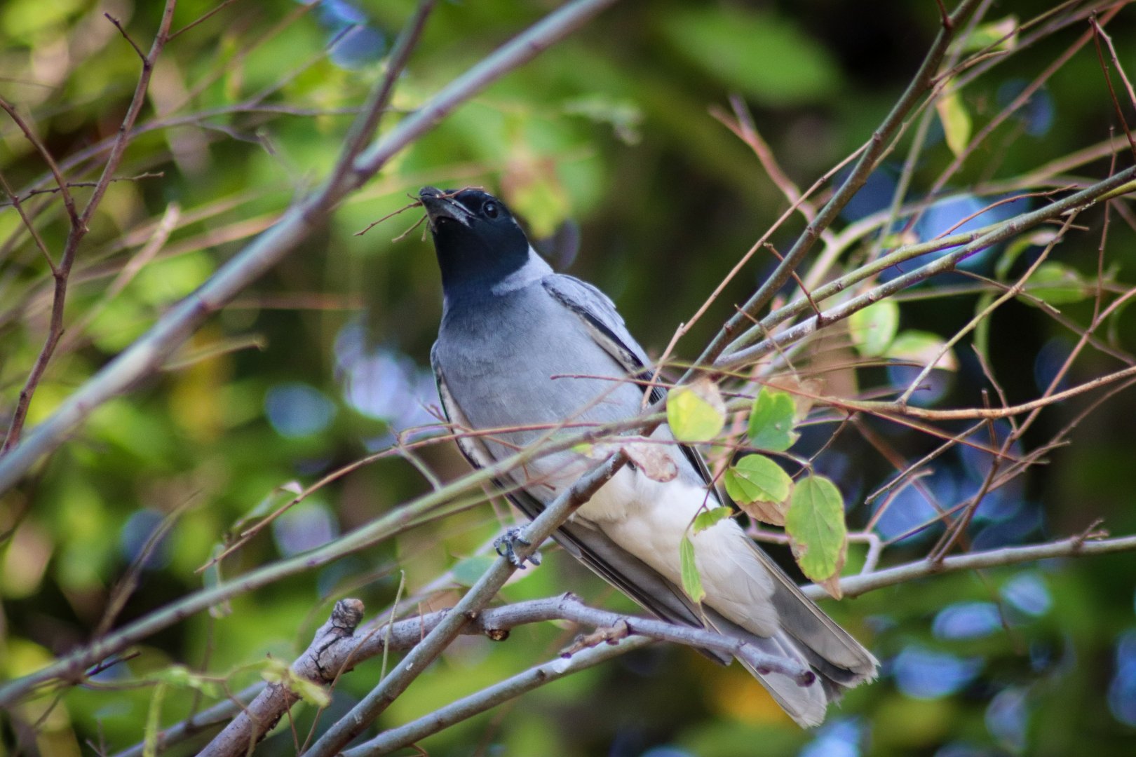 Black-faced Cuckoo-shrike (Coracina novaehollandiae)