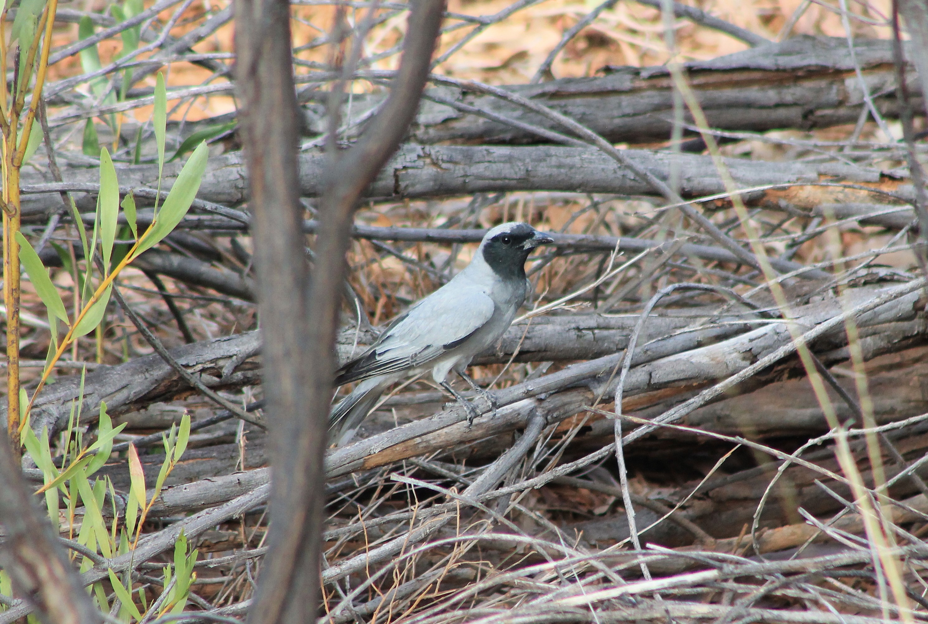 Black-faced Cuckoo-Shrike (Coracina novaehollandiae)