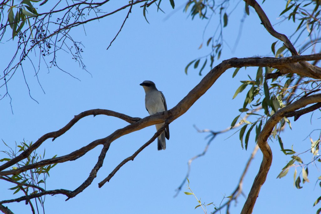 Black-faced Cuckoo-Shrike immature (I think)