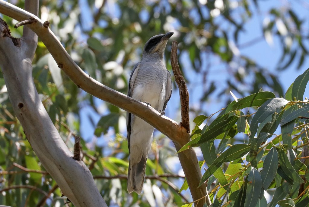 Black-faced Cuckoo-shrike juvenile