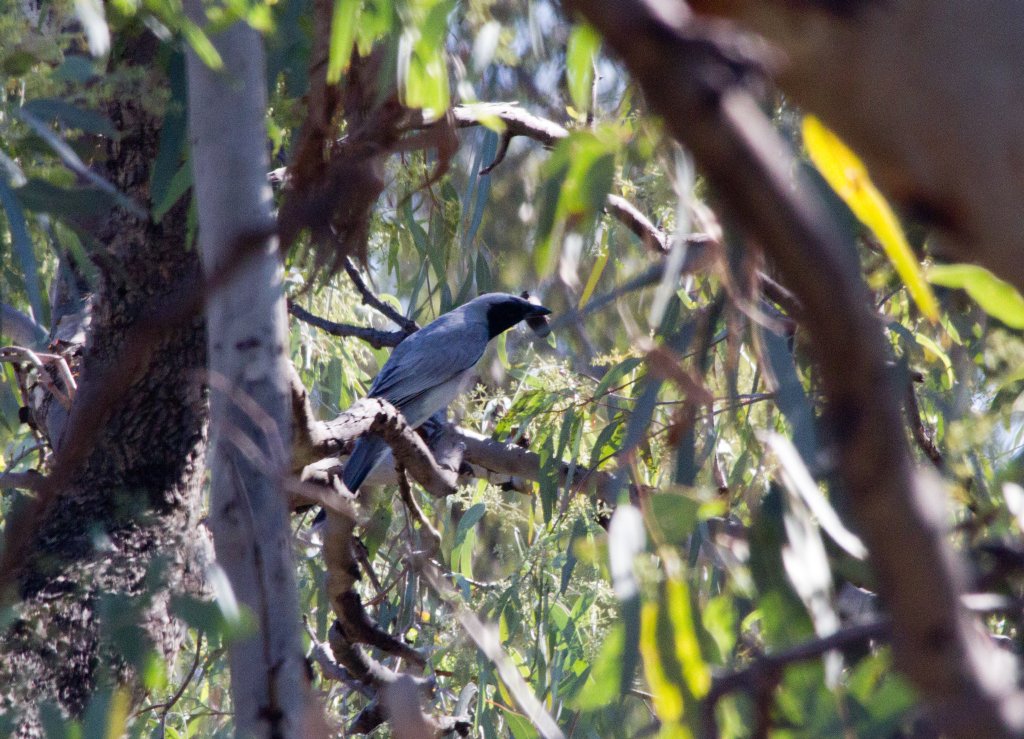 Black-faced Cuckoo-shrike