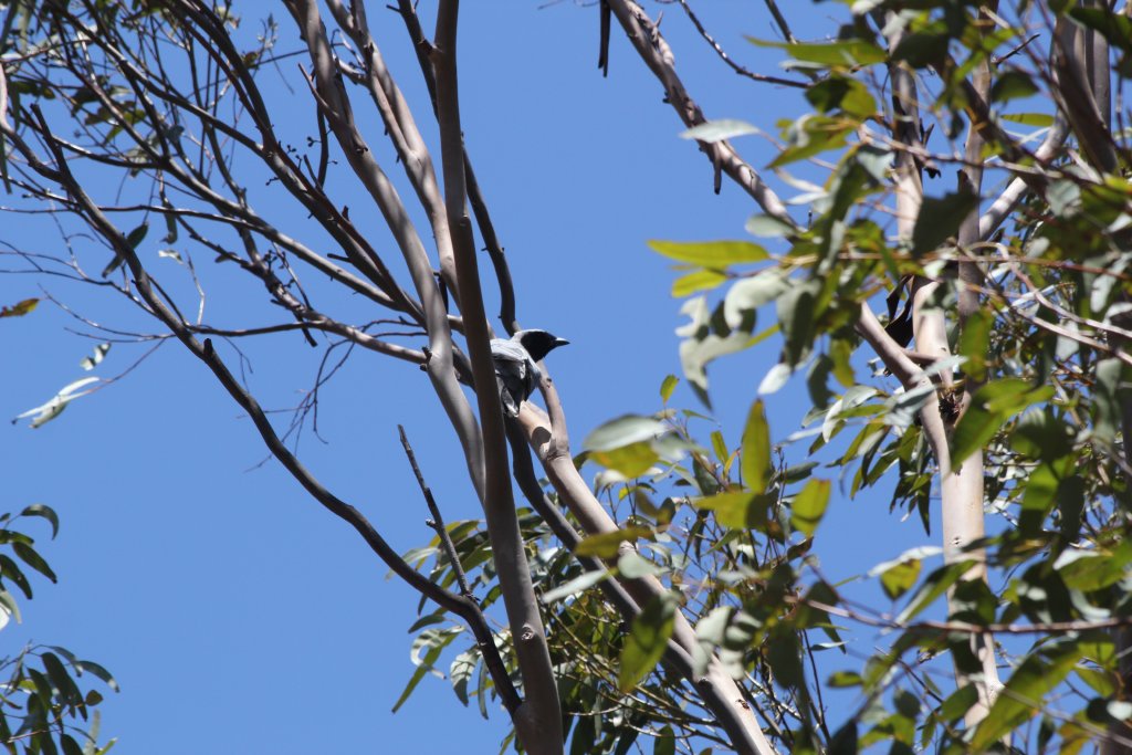 Black-faced Cuckoo Shrike