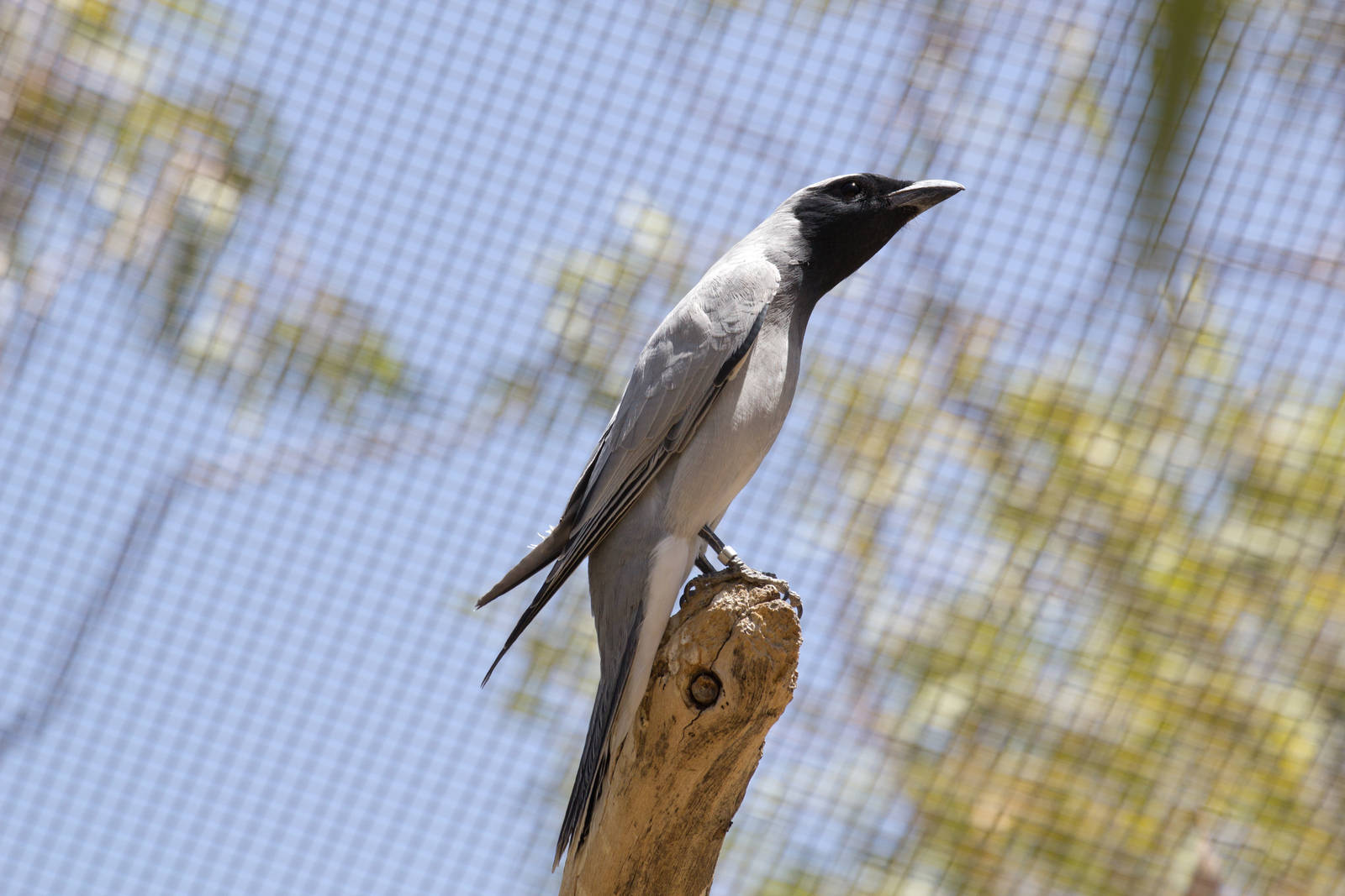 Black-faced Cuckoo-shrike