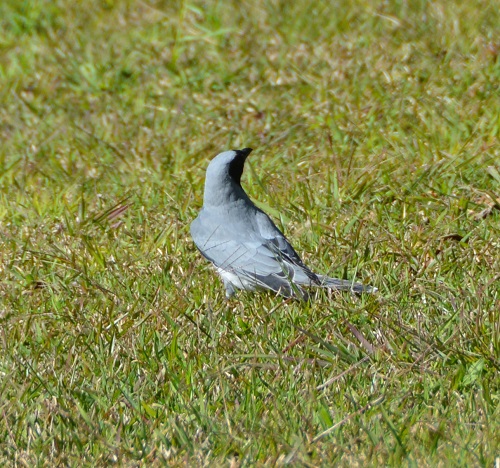 Black-faced cuckoo-shrike