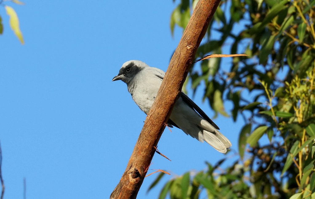 Black-faced Cuckoo-shrike