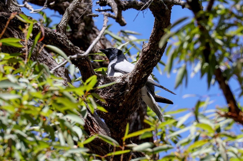 Black-faced Cuckoo-shrike