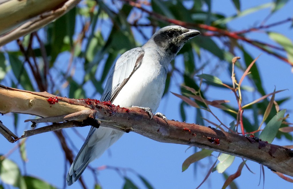 Black-faced Cuckoo-shrike