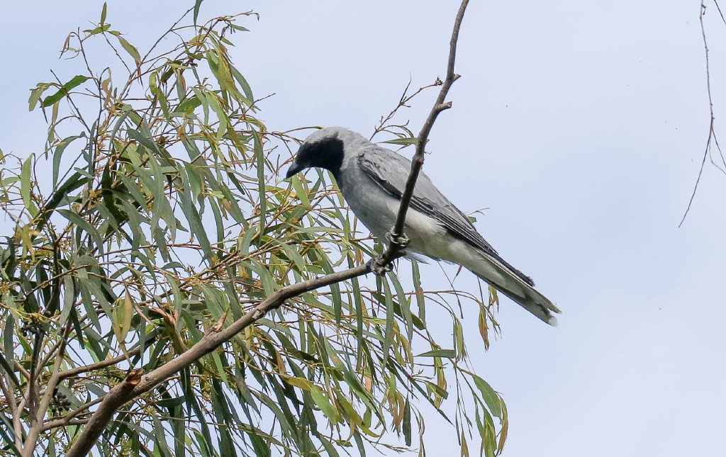Black-faced Cuckoo-shrike