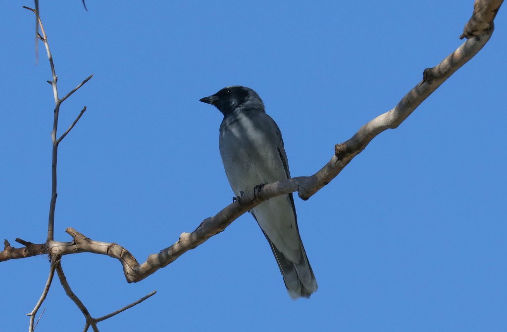 Black-faced Cuckoo-shrike