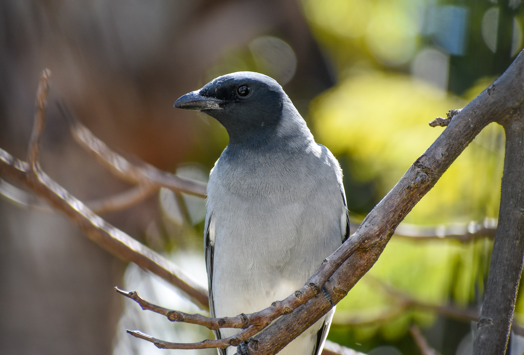Black-faced Cuckoo-shrike